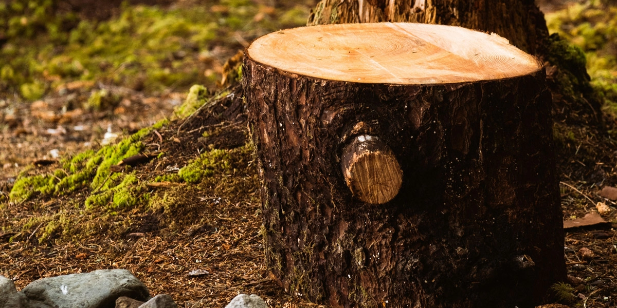 Veiligheidsregels Stronkenfrees | Complete Gids voor Veilig Gebruik