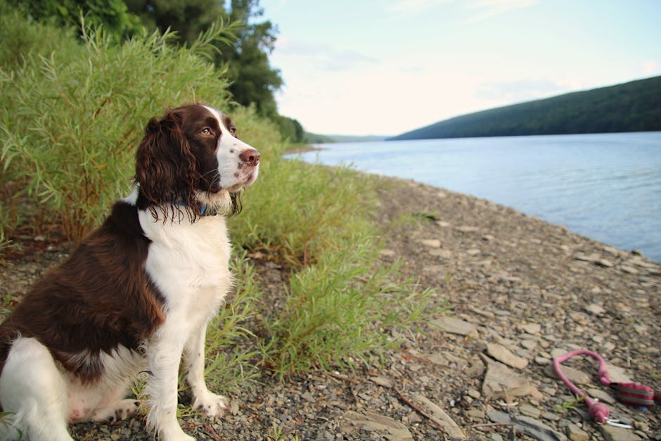 English Springer Spaniel sits by Hemlock Lake shore on a serene day.