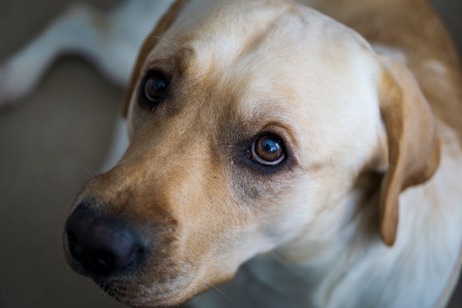 Captivating close-up of a golden retriever showing expressive eyes.