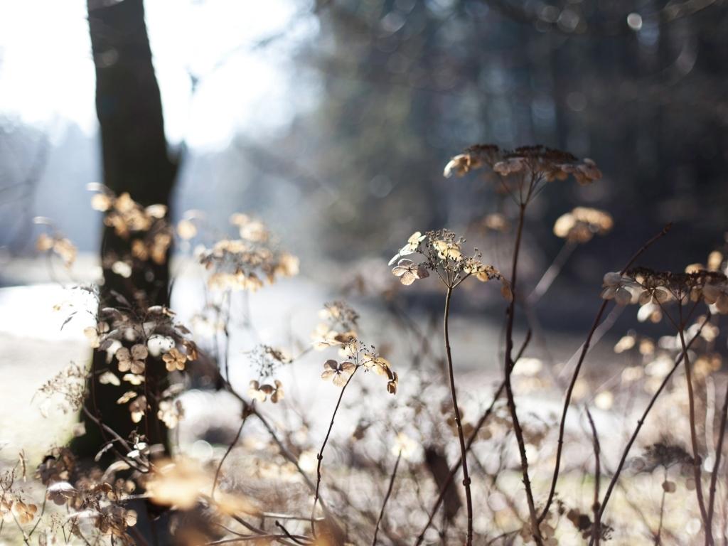 Vier handige wintertips voor in de tuin!